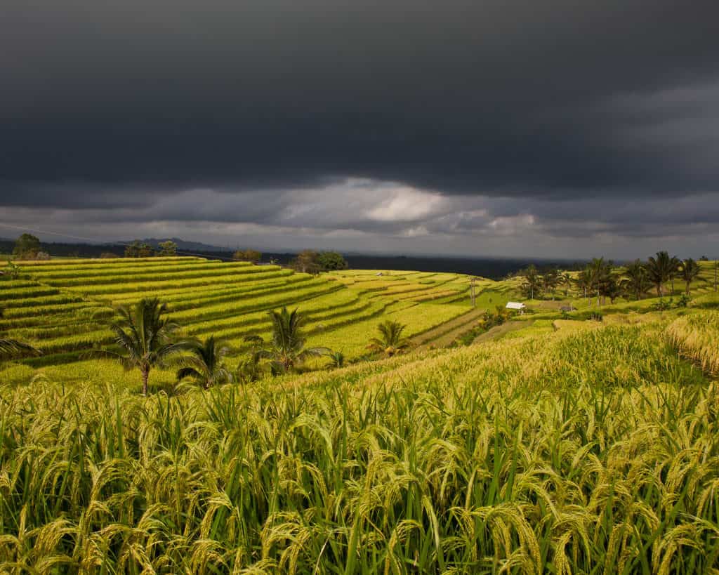 rice paddies of Bali in 5 day itinerary