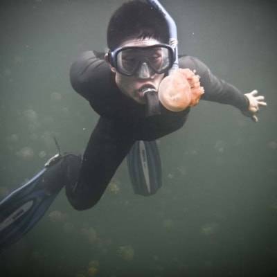 palau travel guide jellyfish lake