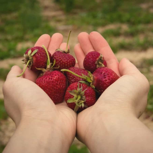 strawberry picking in toronto featured