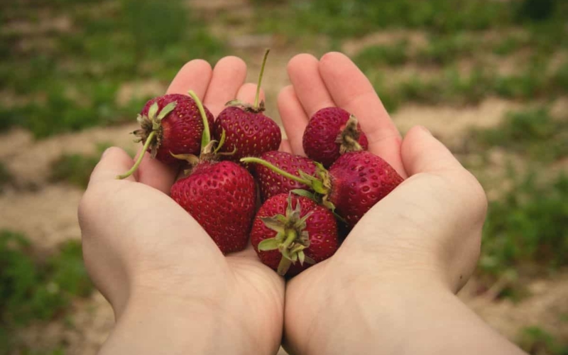 strawberry picking in toronto featured