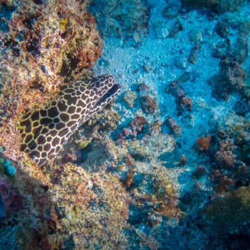 conrad maldives diving with subaqua featured