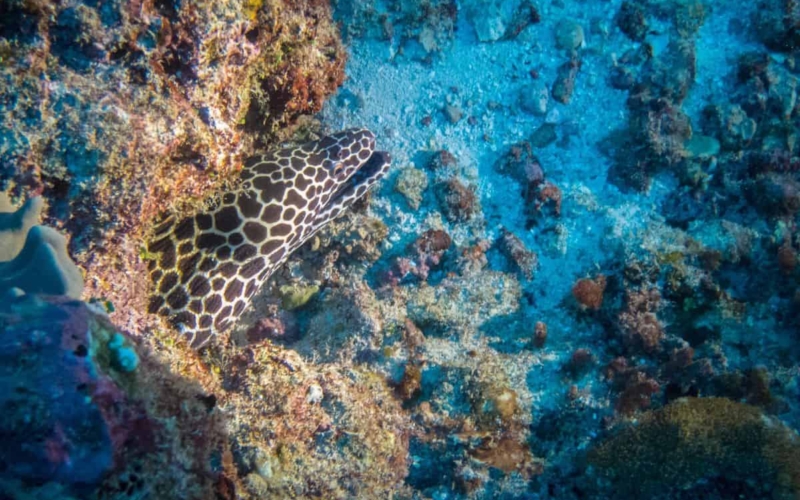 conrad maldives diving with subaqua featured