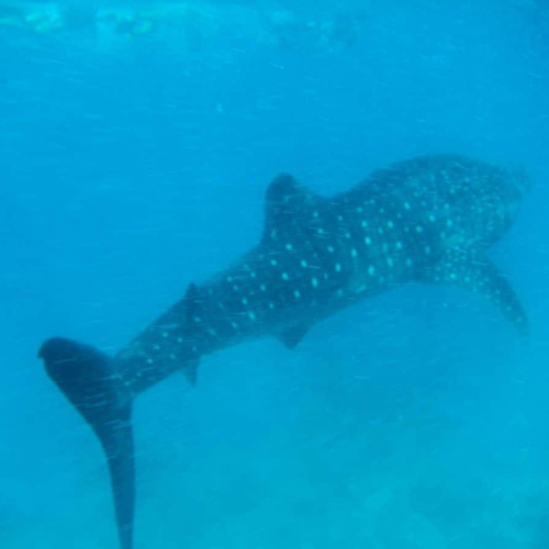 whale shakr snorkelling excursion from conrad maldives