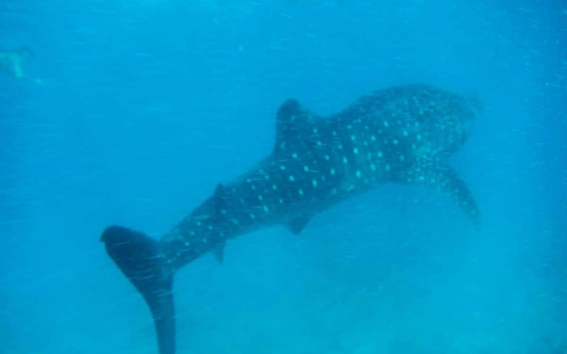 whale shakr snorkelling excursion from conrad maldives