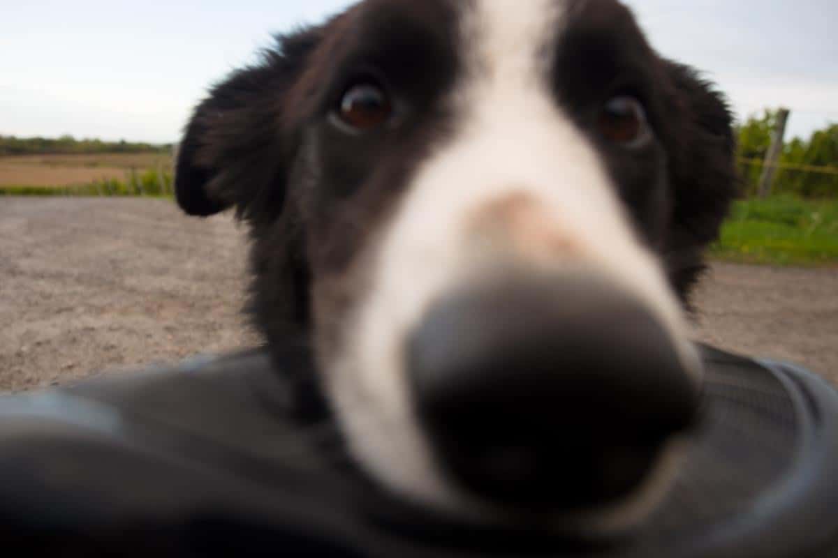 arrowhead vineyard dog ian crashing into camera with frisbee in mouth