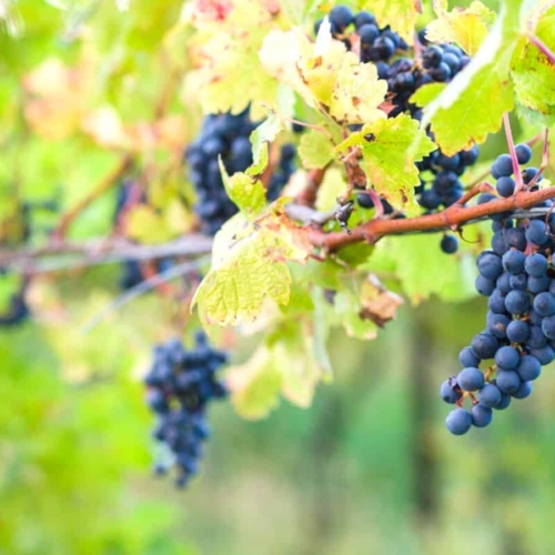 niagara wine trail wineries featured