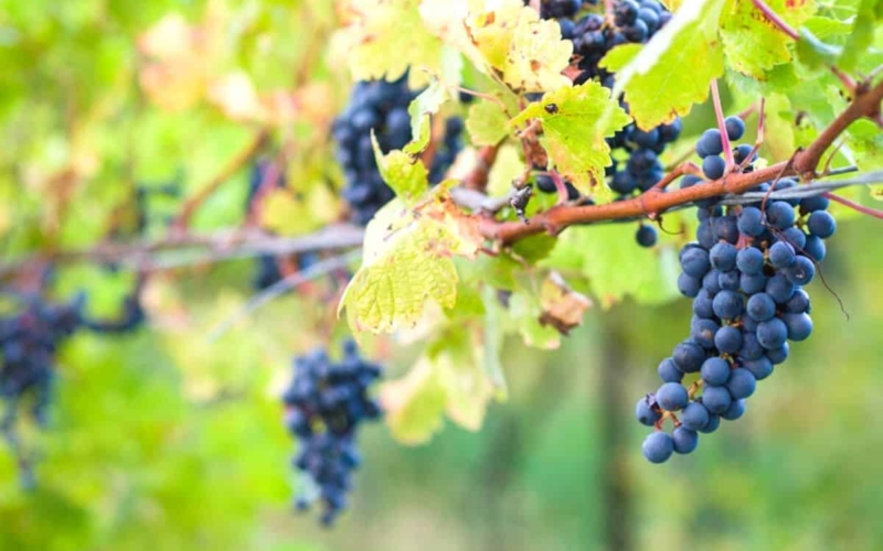 niagara wine trail wineries featured