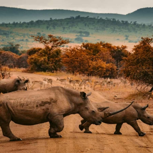 13 of the most beautiful places in africa rhinos crossing dirt road