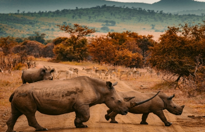 13 of the most beautiful places in africa rhinos crossing dirt road