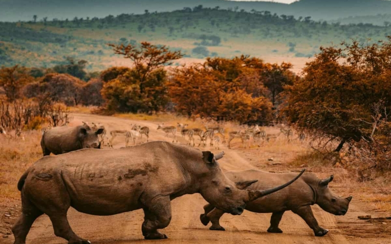13 of the most beautiful places in africa rhinos crossing dirt road