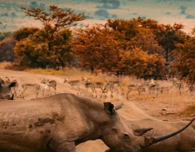 13 of the most beautiful places in africa rhinos crossing dirt road