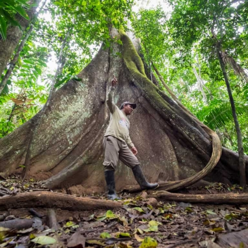 peru amazon jungle planning guide - refugio amazonas lodge experience