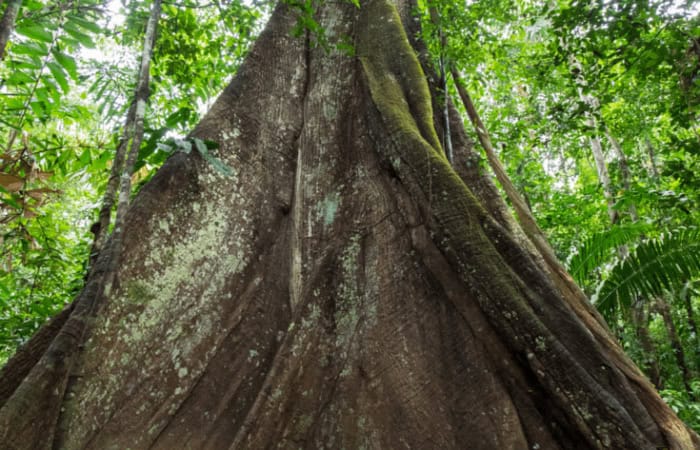 A visual journey through the Amazon Jungle.