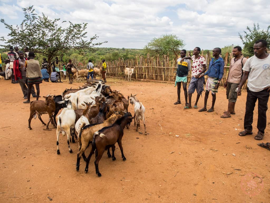livestock trading area of dimeka market omo valley ethiopia