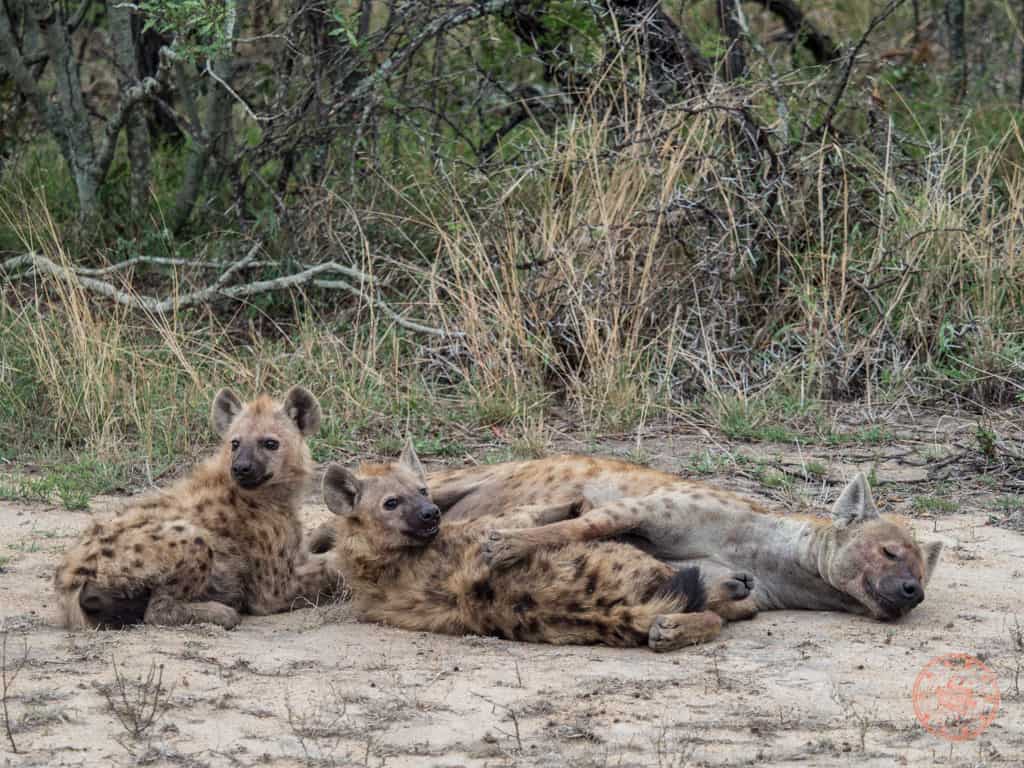 cackle of hyena elephant plains what its like to safari in south africa