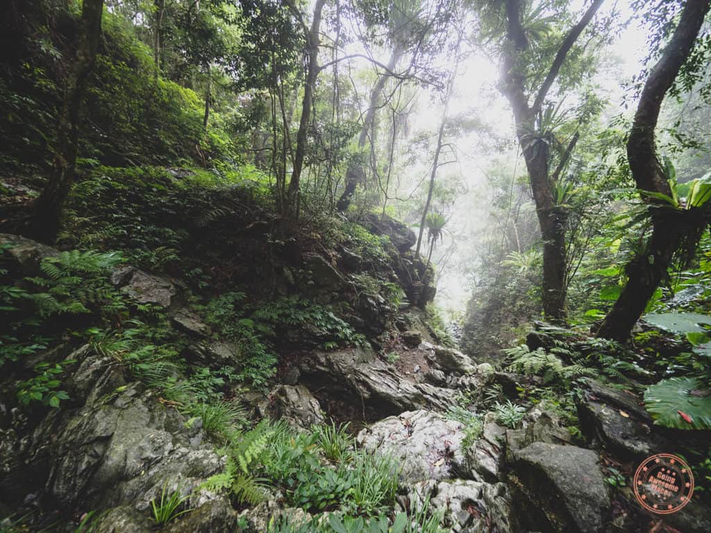 Jungle Like Hiking In Taroko