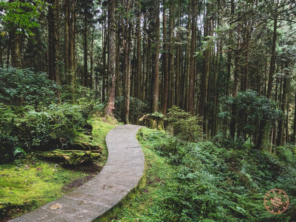 Alishan Forest Trail Path