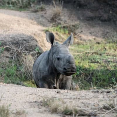 baby rhino from elephant plains in sabi sands private reserve africa
