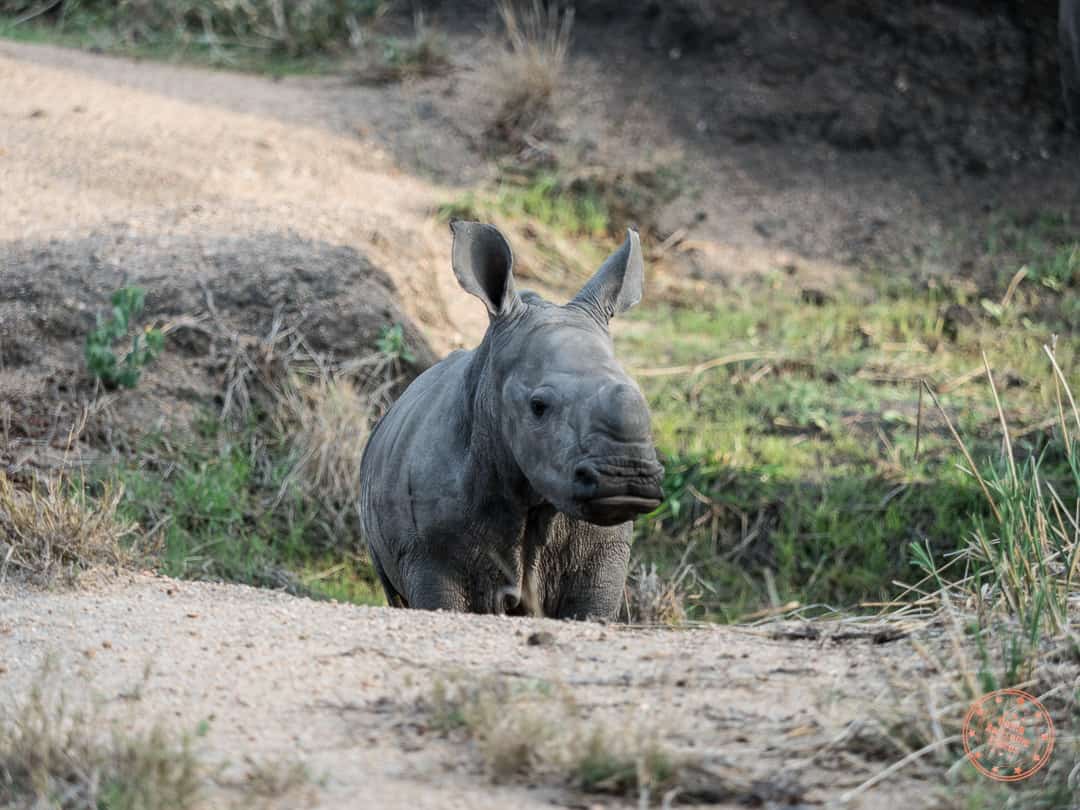 baby rhino from elephant plains in sabi sands private reserve africa