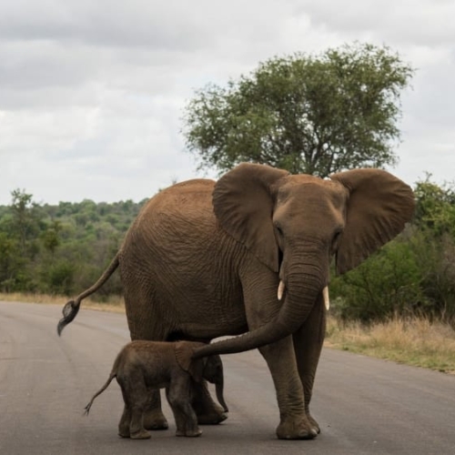 kruger national park elephants in guide on everything you need to know