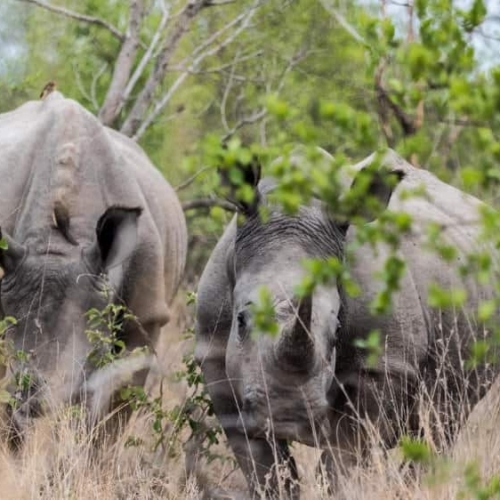 south africa safari guide to kruger national park and private reserves
