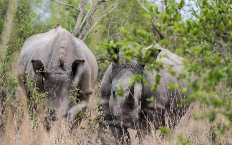 south africa safari guide to kruger national park and private reserves