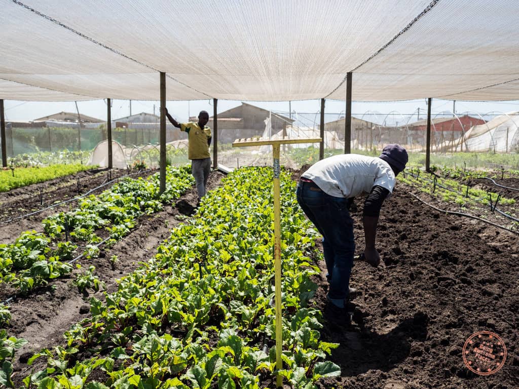 ikhaya garden agricultural project in khayelitsha township as part of uthando