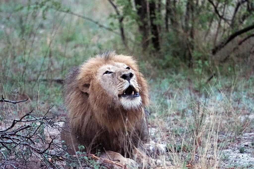 roaring lion at elephant plains game drive in south africa