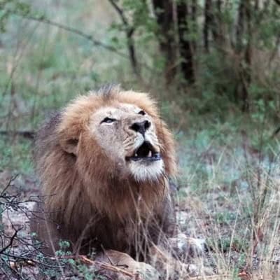 roaring lion at elephant plains game drive in south africa