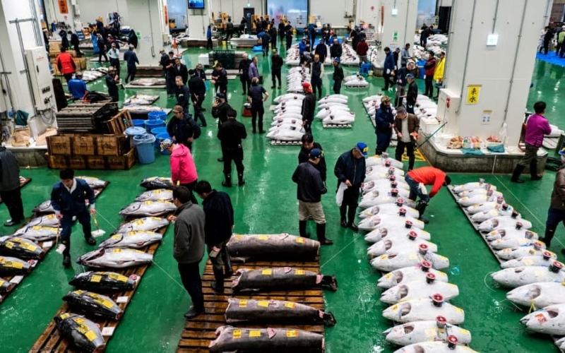 how to apply for toyosu fish market tuna auction observation deck lottery
