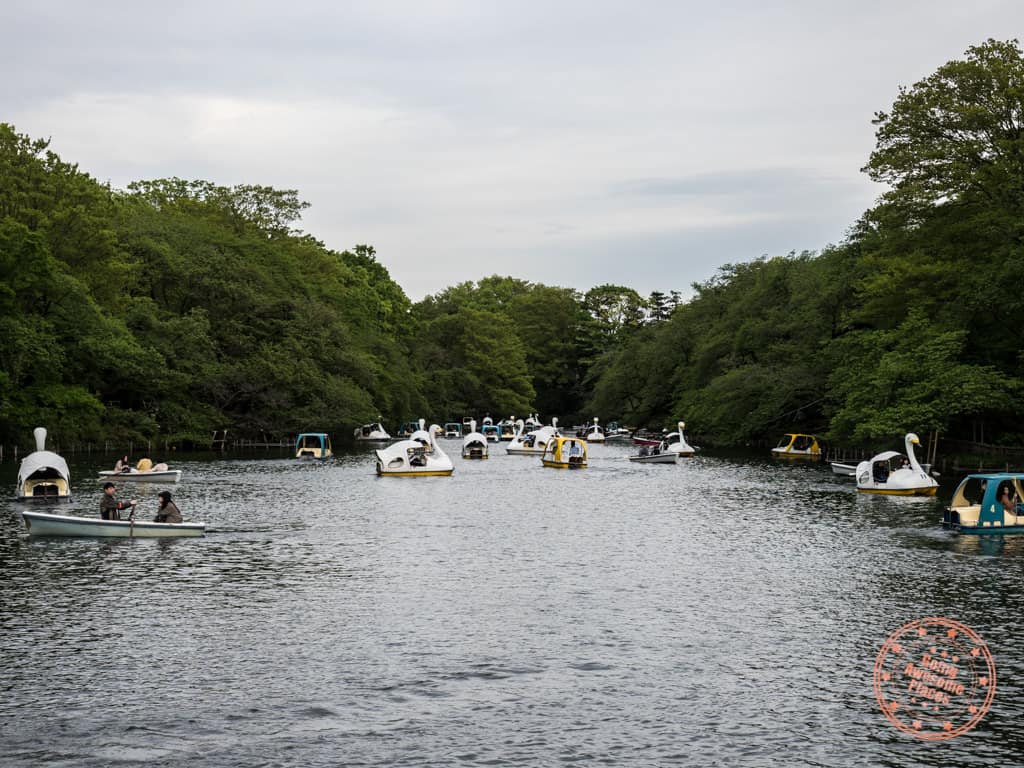 kichijoji things to do inokashira park with swan boats
