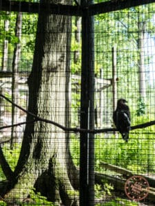 hawk blandford wildlife education center things to do