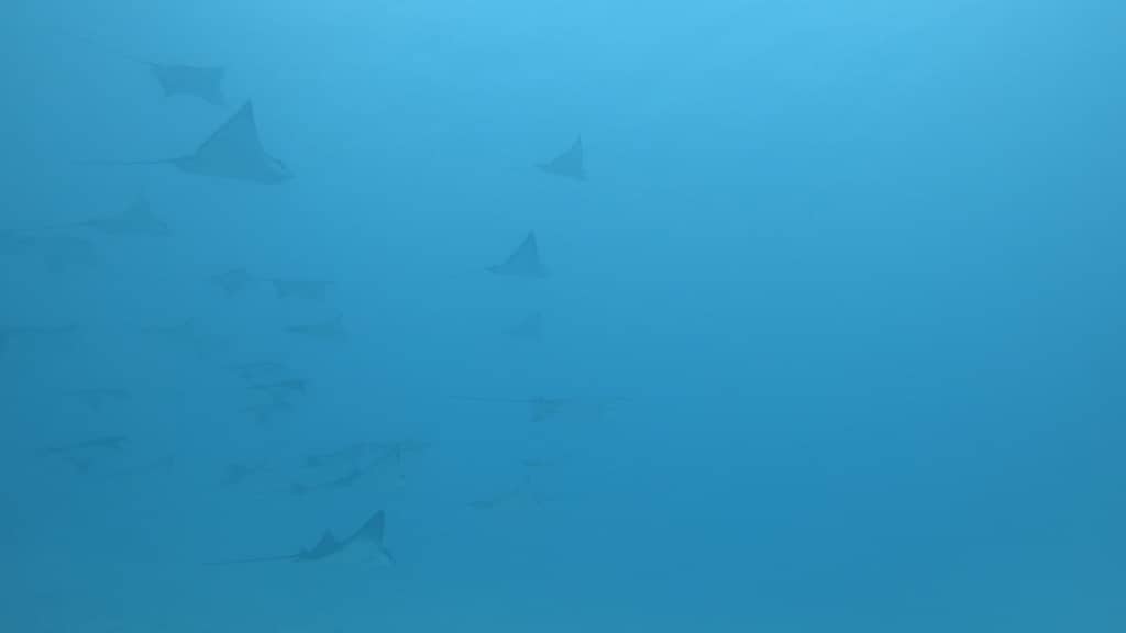 topdive bora bora scuba diving with family of eagle rays