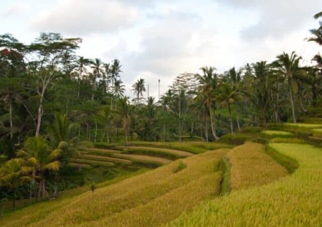 cropped-ubud-bali-rice-paddies-fields.jpg