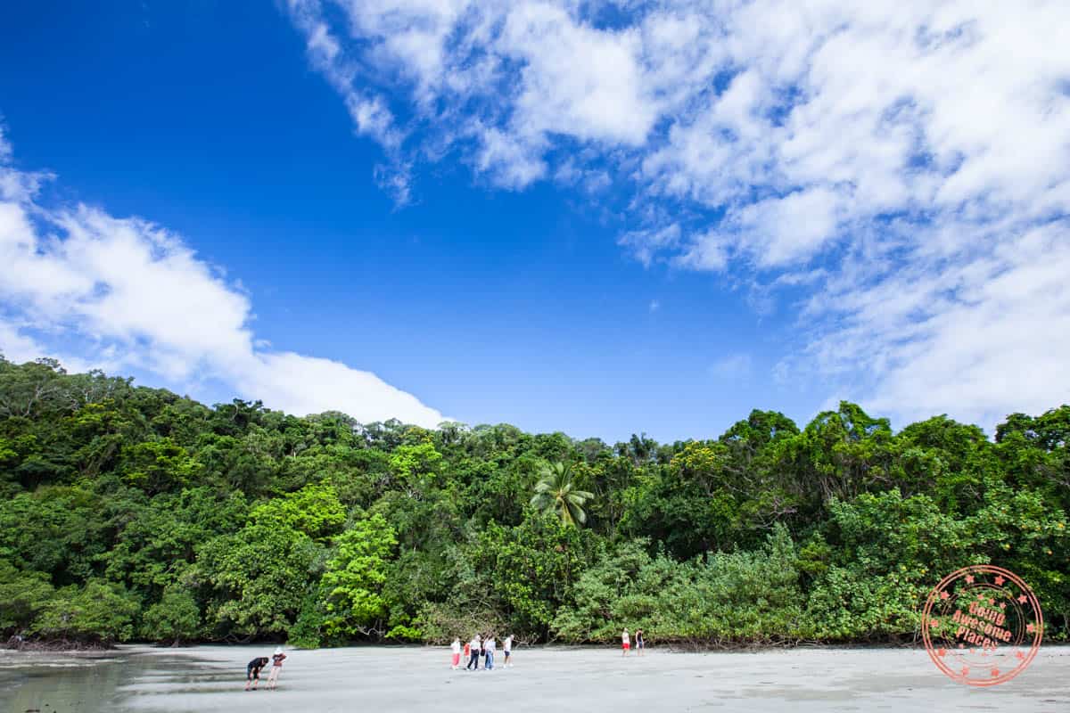 forest meeting beach in daintree national park