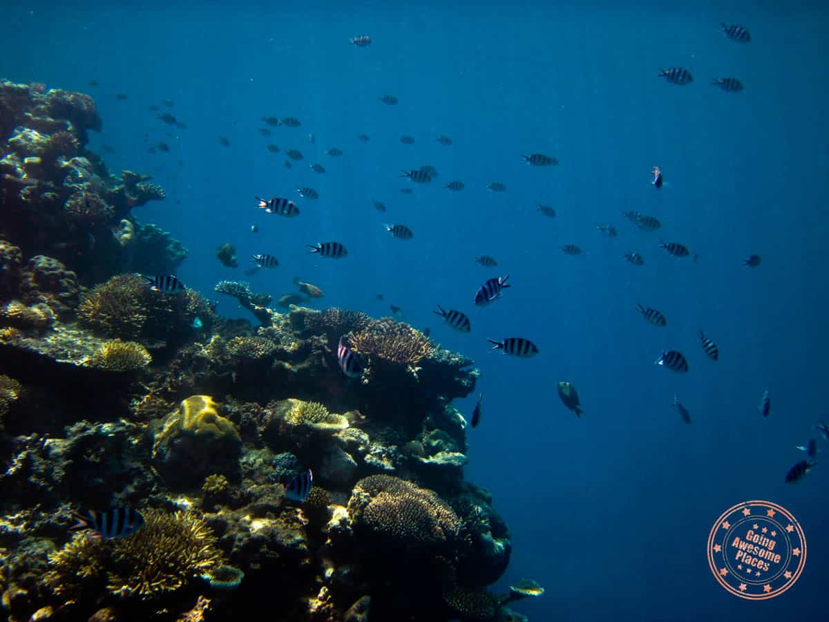 many fish swimming around the reef