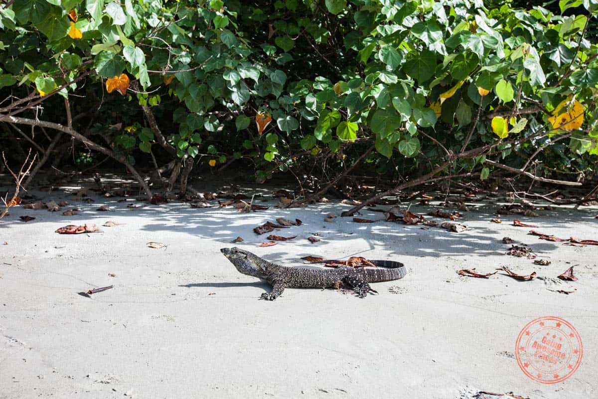 komodo dragon on the beach in daintree national forest of cairns
