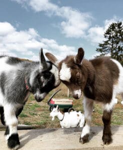 two dwarf goats butting heads