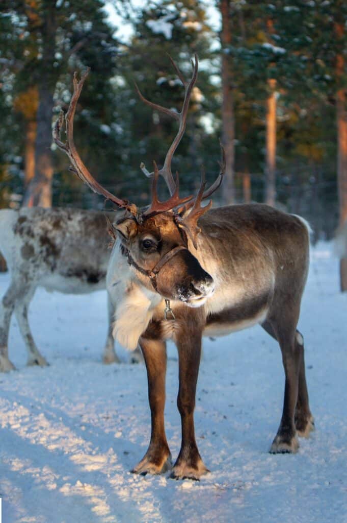 close up of reindeer at the leavenworth reindeer farm