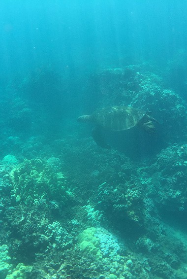 snorkeling with hawaiian green sea turtles at turtle town in maui