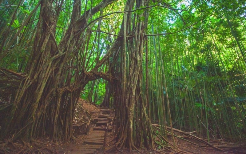 waterfalls oahu hike featured