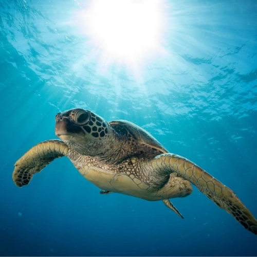 turtle beach maui featured