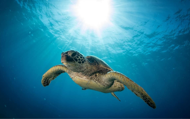 turtle beach maui featured