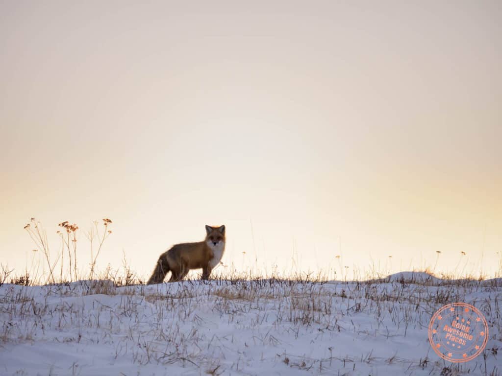red fox in the magdalen islands at sunset