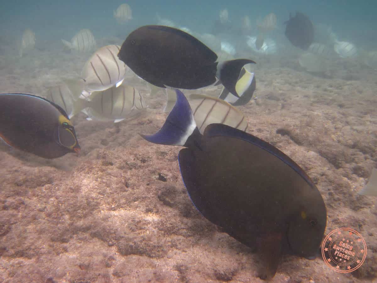 fish spotted when snorkeling in hawaii