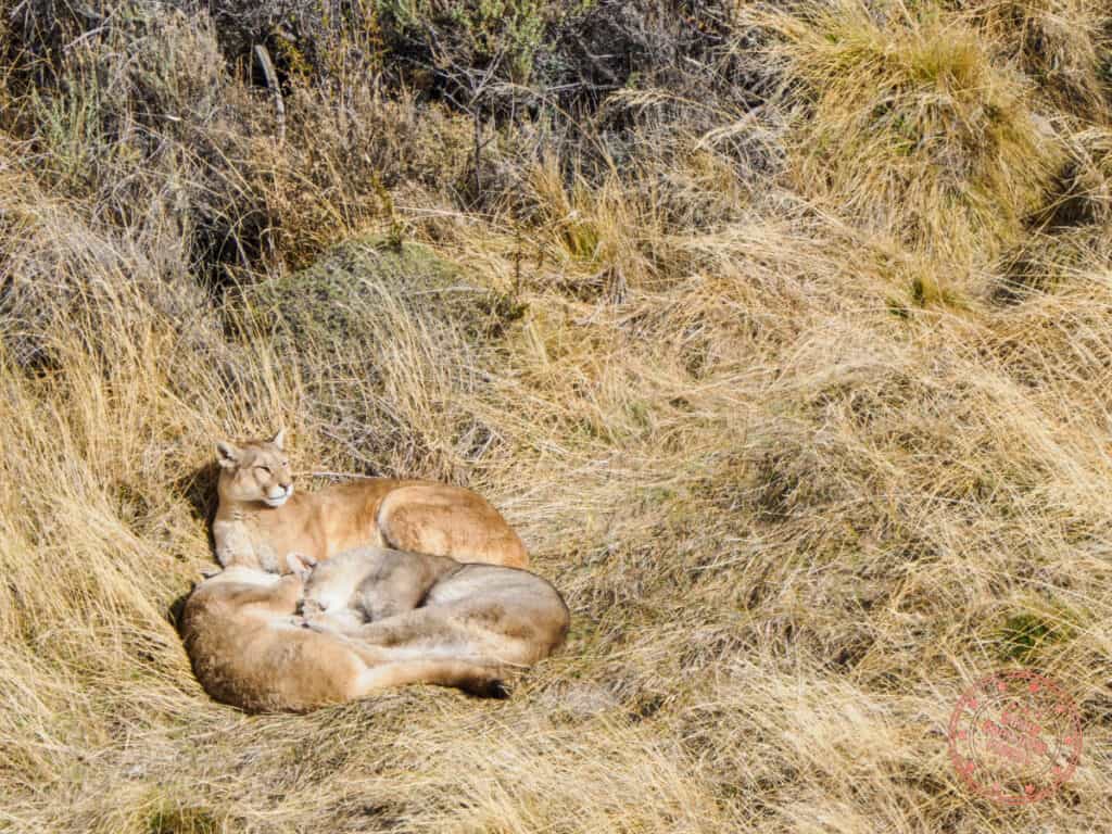 puma tracking experience in torres del paine in patagonia