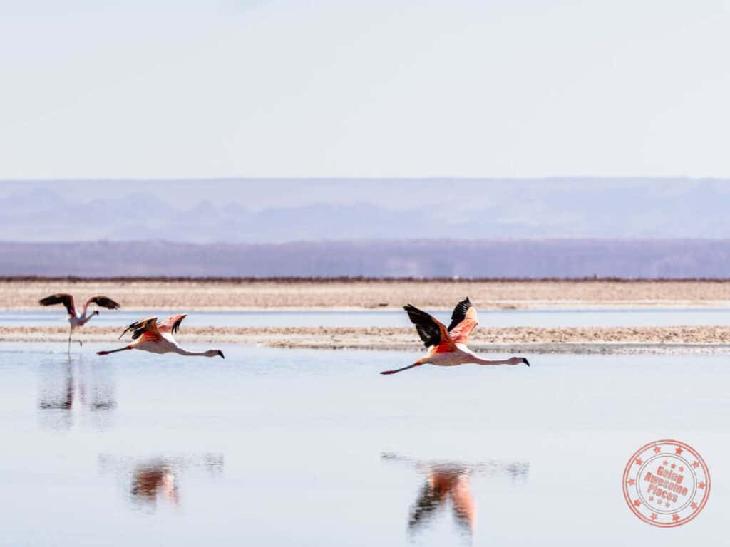 flamingos in flight at laguna chaxa in atacama