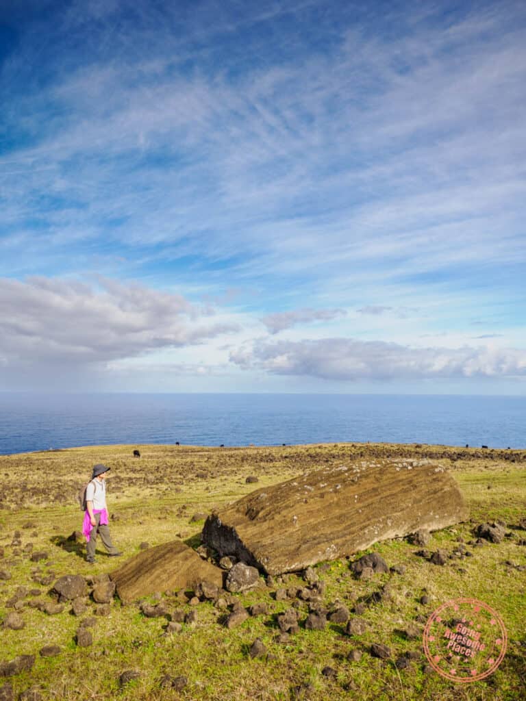 fallen moai discovery on north coast