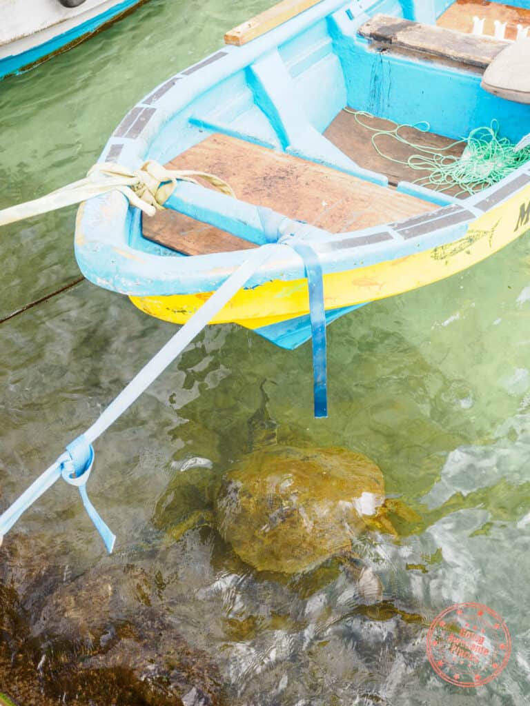 seeing turtles in hanga roa harbor