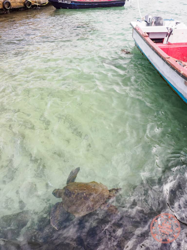 sea turtle sighting in hanga roa on easter island